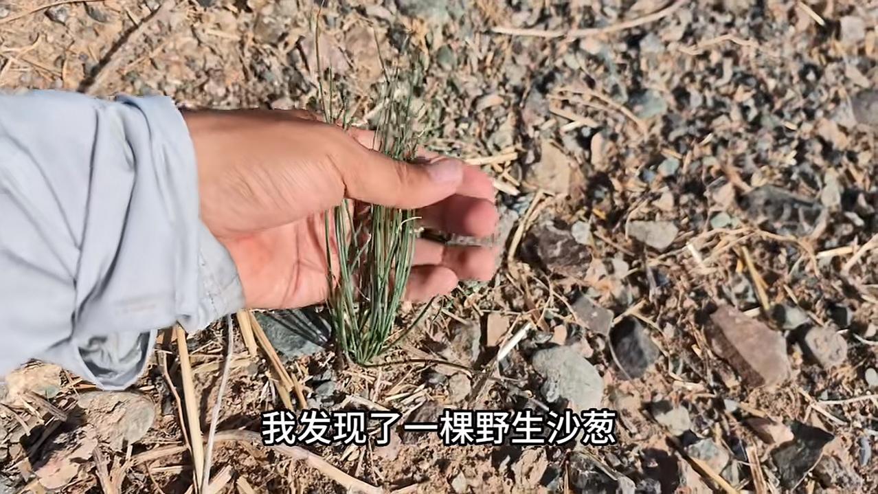 今天很感谢徐云！我有次写赵朔就是采摘野生沙葱一事后遭到其铁粉猛烈炮轰，以至于刘伟