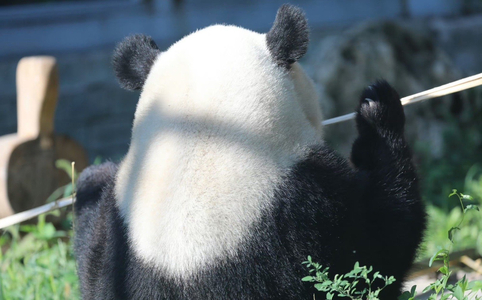 遇到熊猫萌兰请不要无视，明日你的运势开始上升！ 