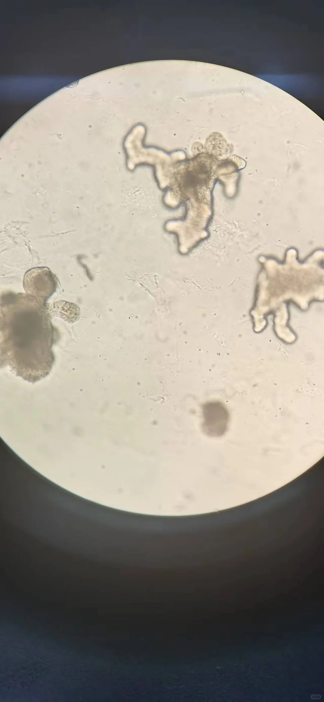 鼠结肠隐窝提取到出芽变化趋势图