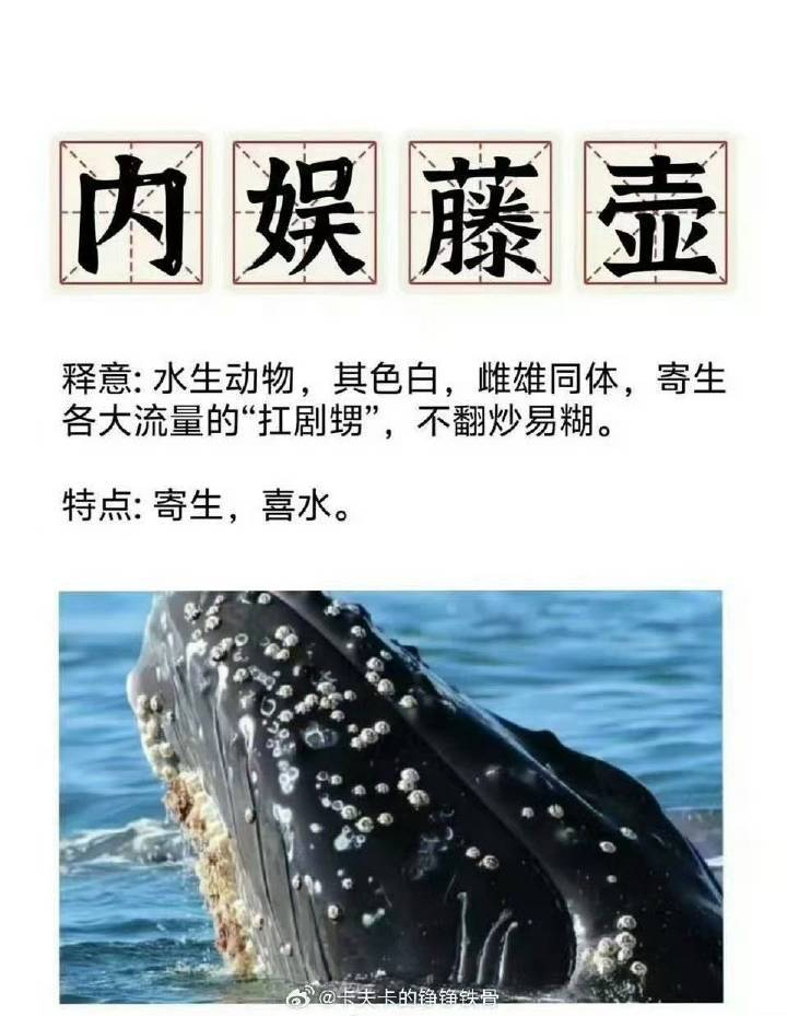 都安利起来好嘛！白鹿