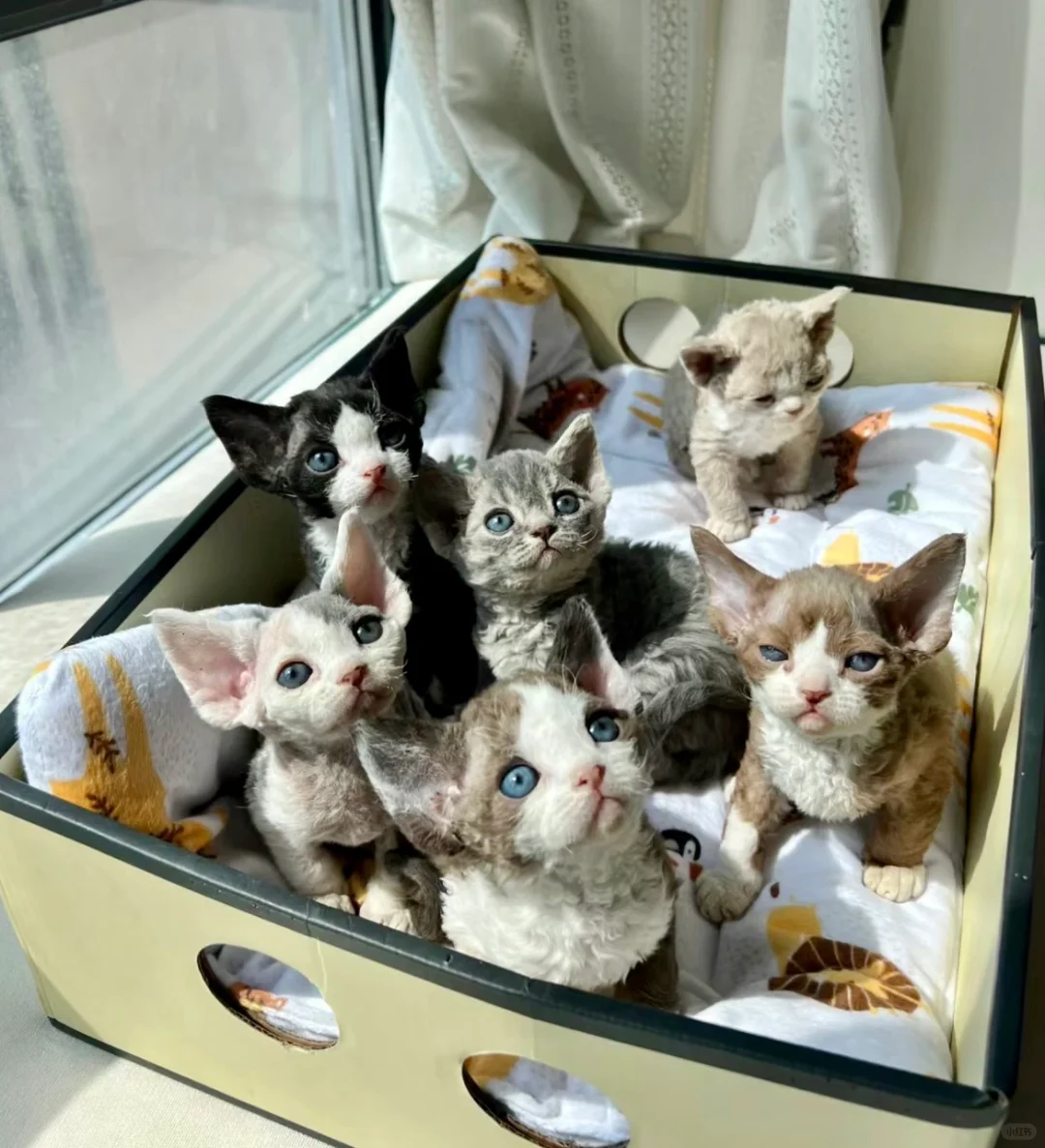 🇭🇰HK一窩德文BB  適合高預算家庭💛