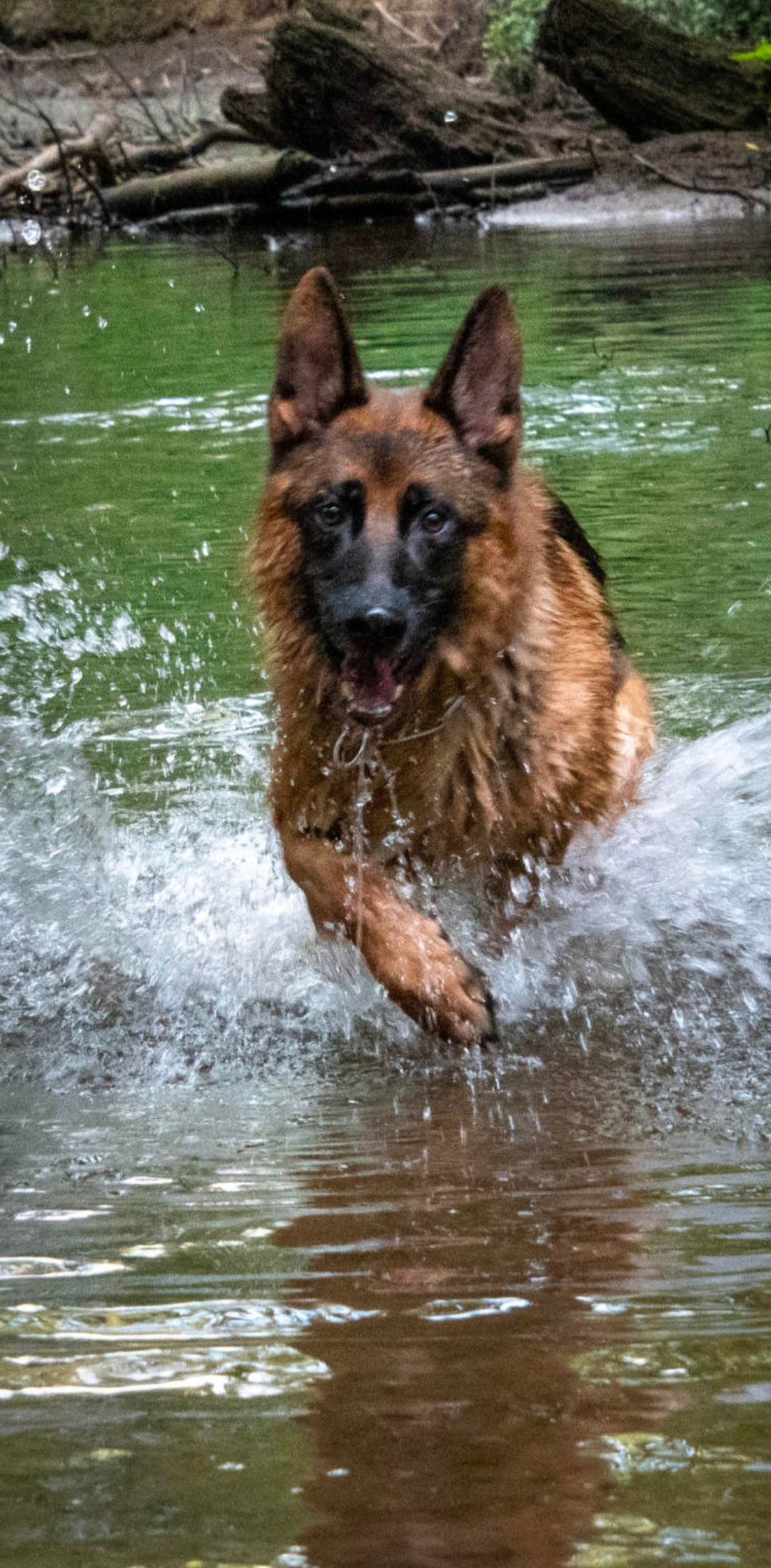 下午靠着灵敏的嗅觉，挽救了邻居家一场可能发生的火灾。遭到了邻居的口头表扬和零食投