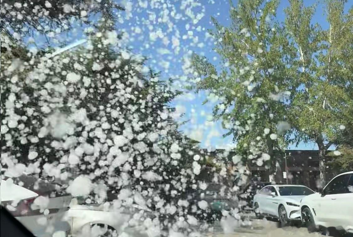 官方回应为什么不能把杨柳树都砍了近期的北京：如果天气是晴天，那么很有可能是暴雪懂