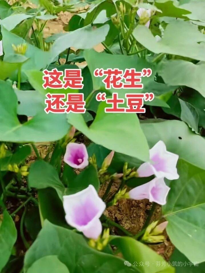 人就是个奇怪的物种：

只要不干正事，干啥都开心。
[灵光一闪][大笑][捂脸]
