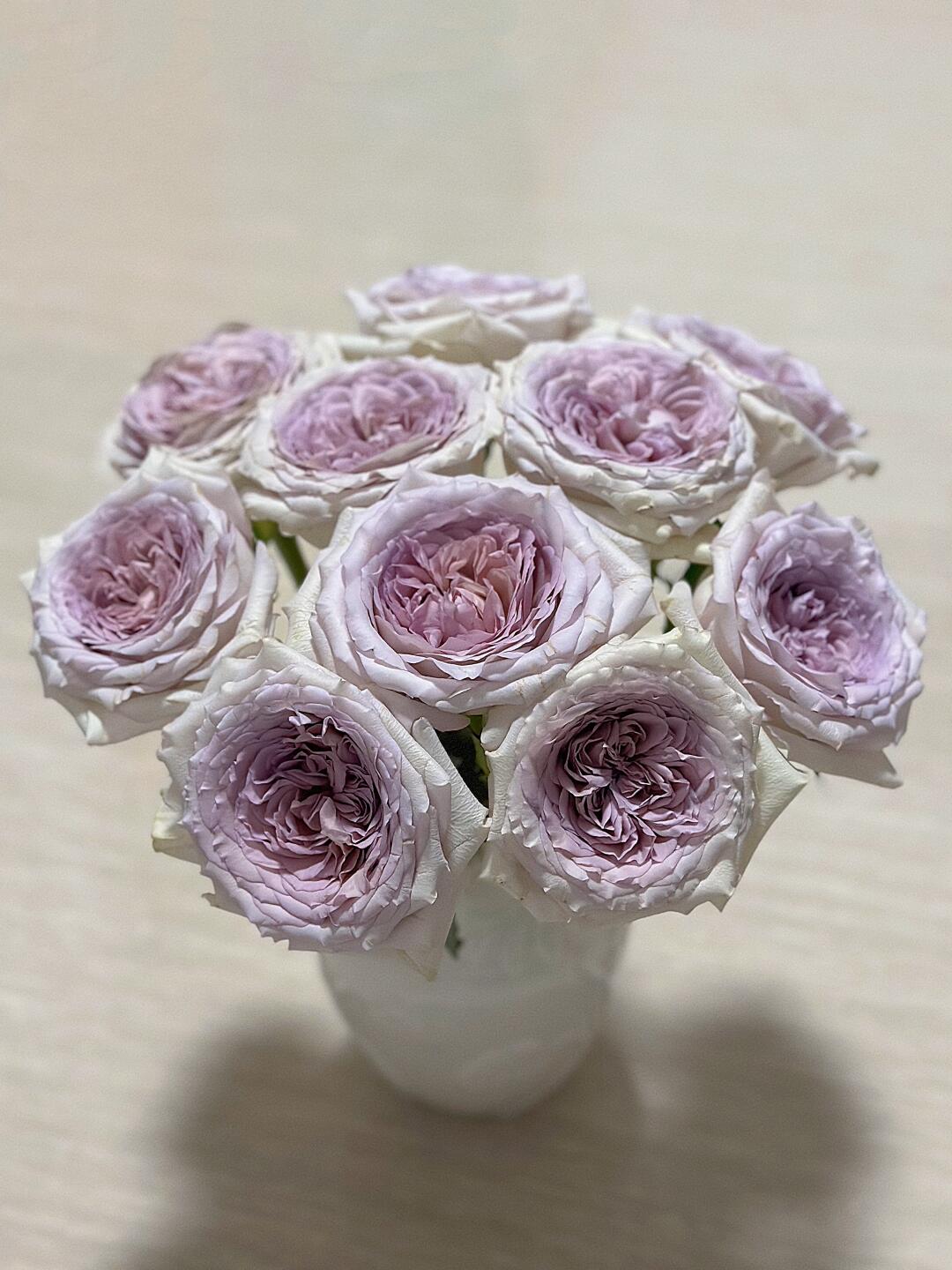 德瑞尔的贝莉玫瑰