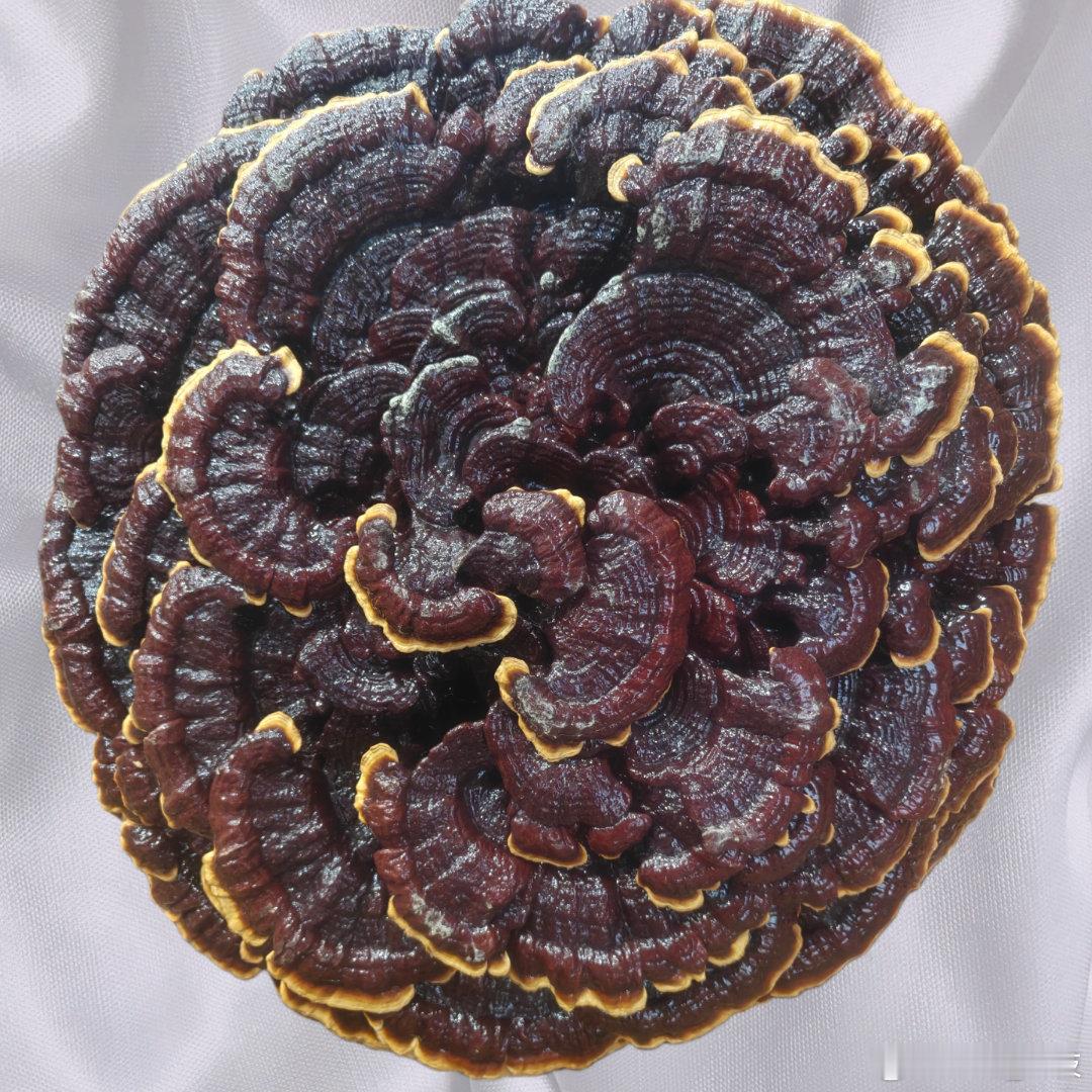 AI手机会是下一个风口吗 感觉应该不会。在AI发展时代的今天，未来AI将会是手机