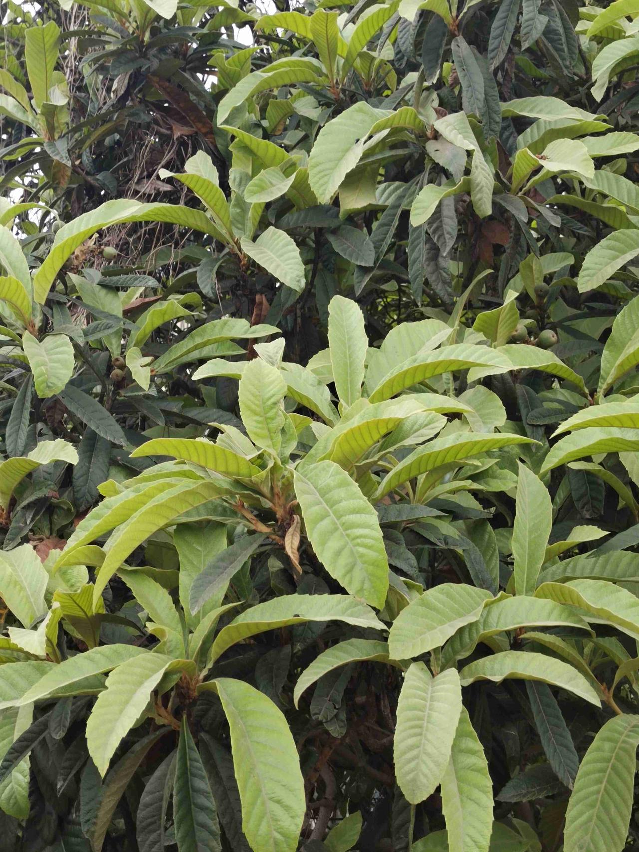 说实话容易得罪人！[笑哭]

刚从附近超市回来，买了半根猪蹄，准备拿回家炖黄豆。