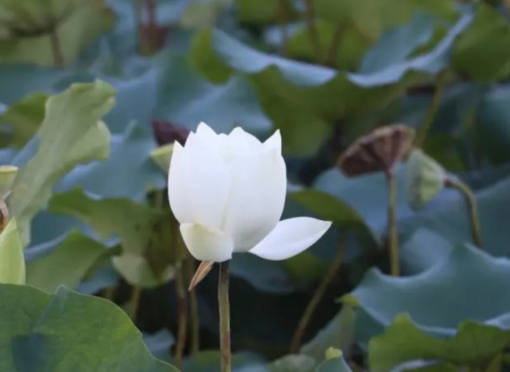 【白昼见鬼】纪晓岚先生自述——任职郎中的德亨，夏天在乌鲁木齐城外散步，因而到秀野