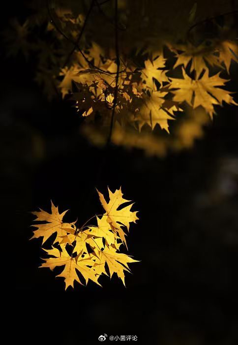 小菌熄灯号 宁静的初冬。 ​​​
