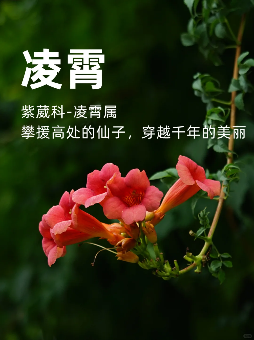 凌霄，攀援高处的仙子，穿越千年的美～