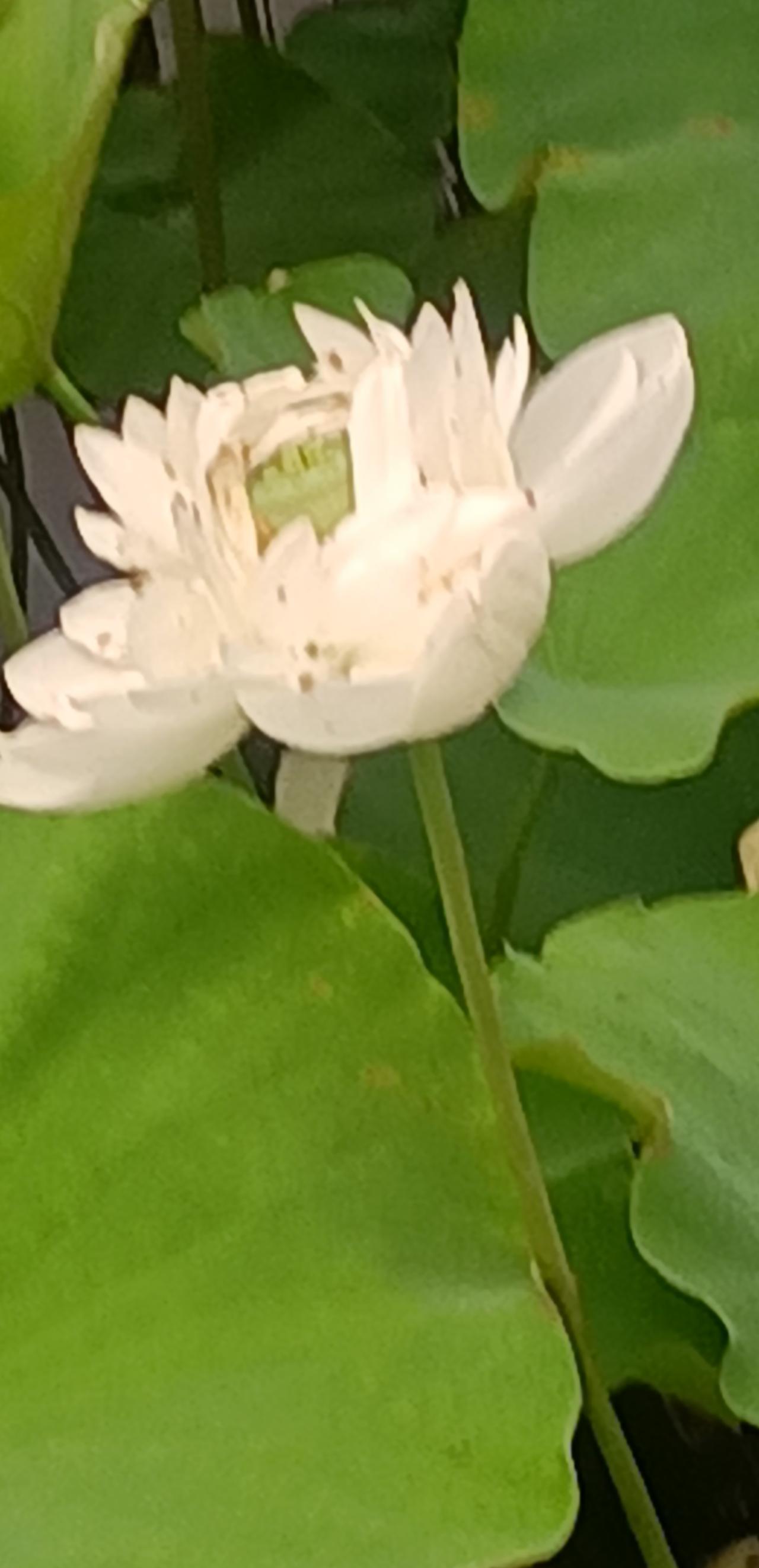 【夏之韵·在时光中慢慢盛开】我的今日随笔
做个在时光中慢慢盛开的人，
知世俗，但