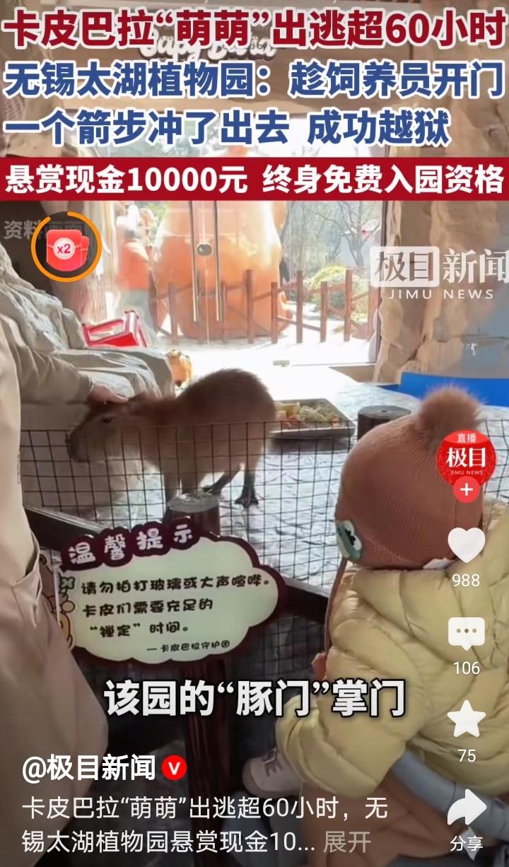 身价爆涨啊，上次是哪家悬赏的只给一袋大米？无锡植物园10000元悬赏卡皮巴拉“萌
