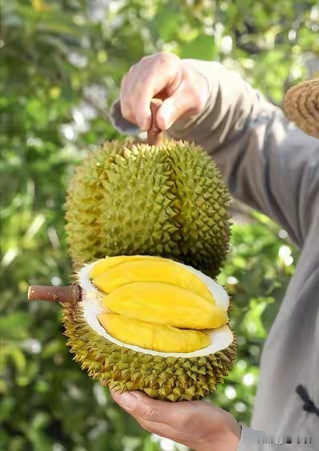 好消息！
178万吨泰国榴莲要涌入中国，进口量暴涨271%，泰国自己的市场暴跌至