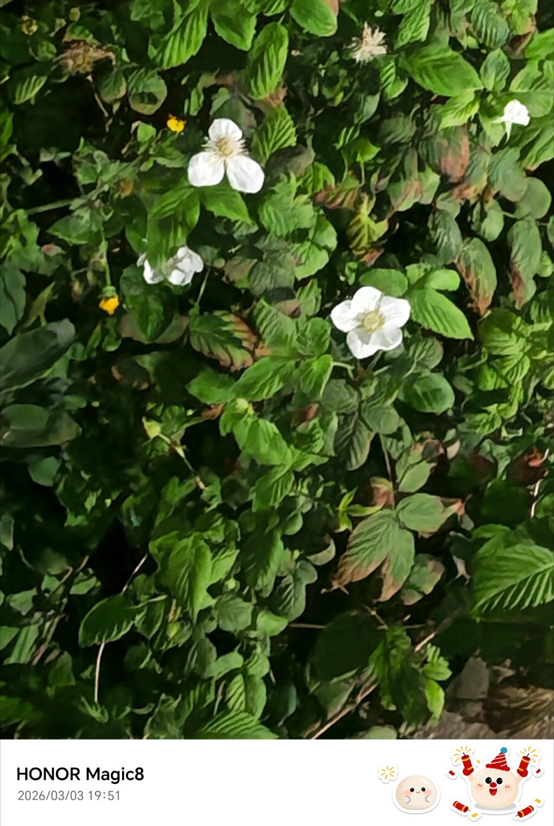 月全食真真的好遗憾！我这里居然看不到月全食出去转了一圈，就拍点小花了。还别说，荣