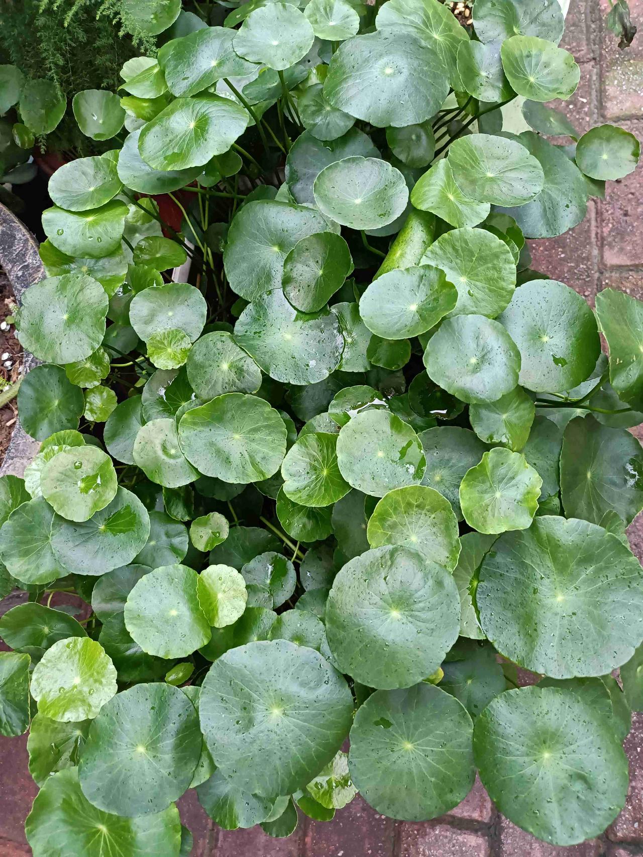 碧绿的圆圆的小叶子，简直是缩小版的荷叶，被雨水冲洗得油光发亮。它叫铜钱草，寓意团