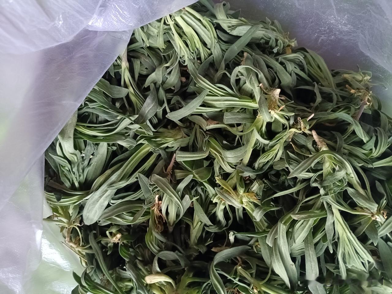 半天时间，半箱油，三个人弄这些这种野菜，大家给算算值不值！