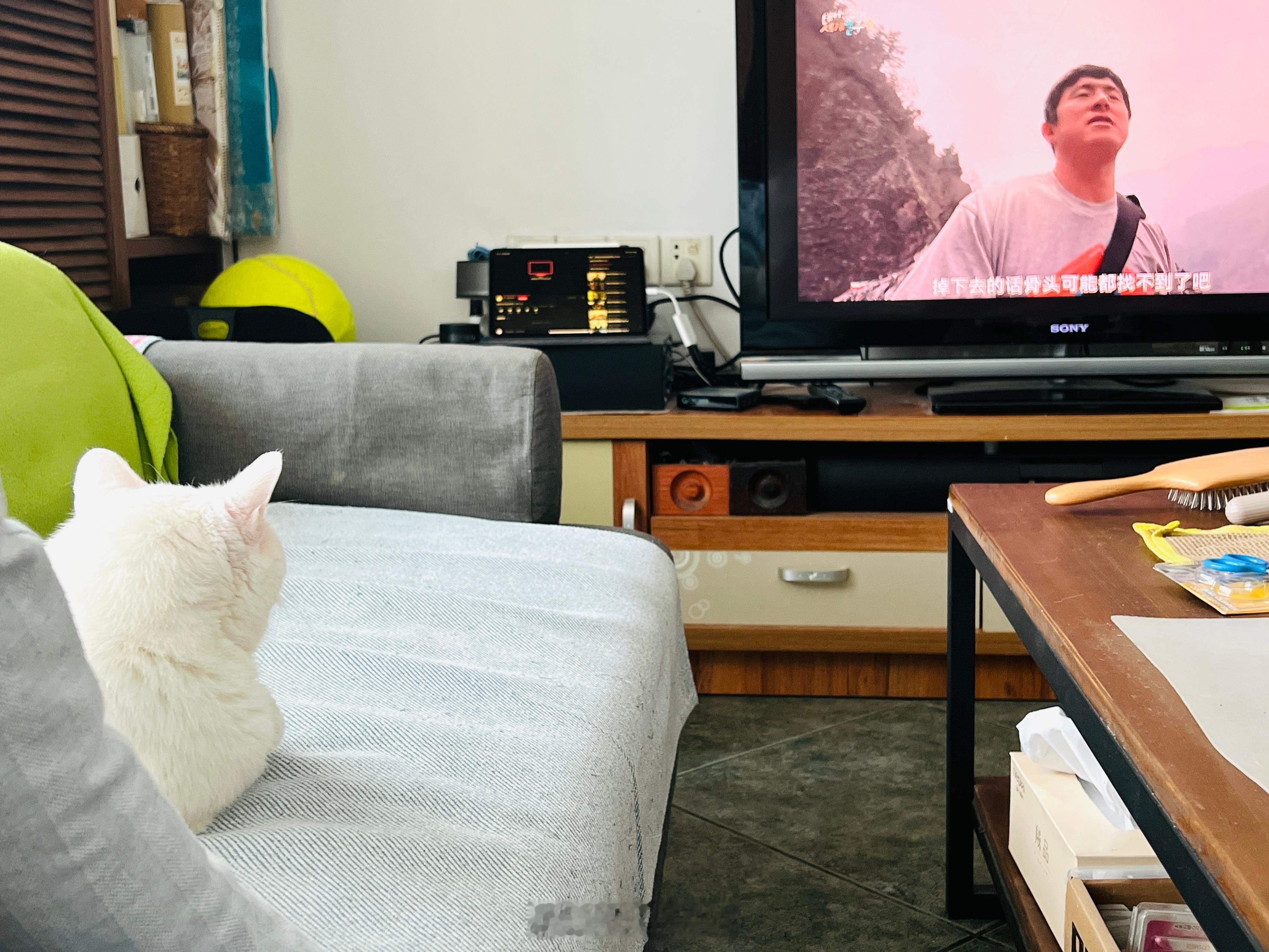 今日老吉，晚安⭐️ ​​​