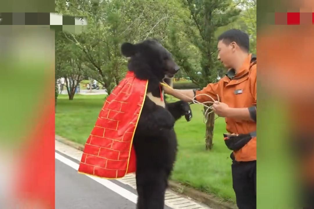近日安徽宣城，下午3点钟，一男子到野生动物园游玩，期间发现一只黑熊身披袈裟在和人
