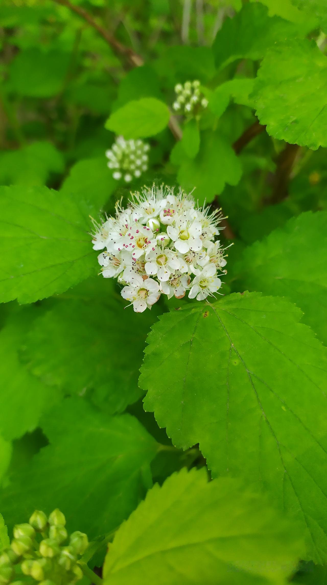 对联飞花令 风箱果花
出句：虚幌托盘风入座（雪浪）