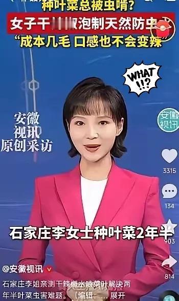 人怎么这么聪明！河北石家庄一女子在家种青菜，被虫子啃得只剩叶脉，情急之下用辣椒水