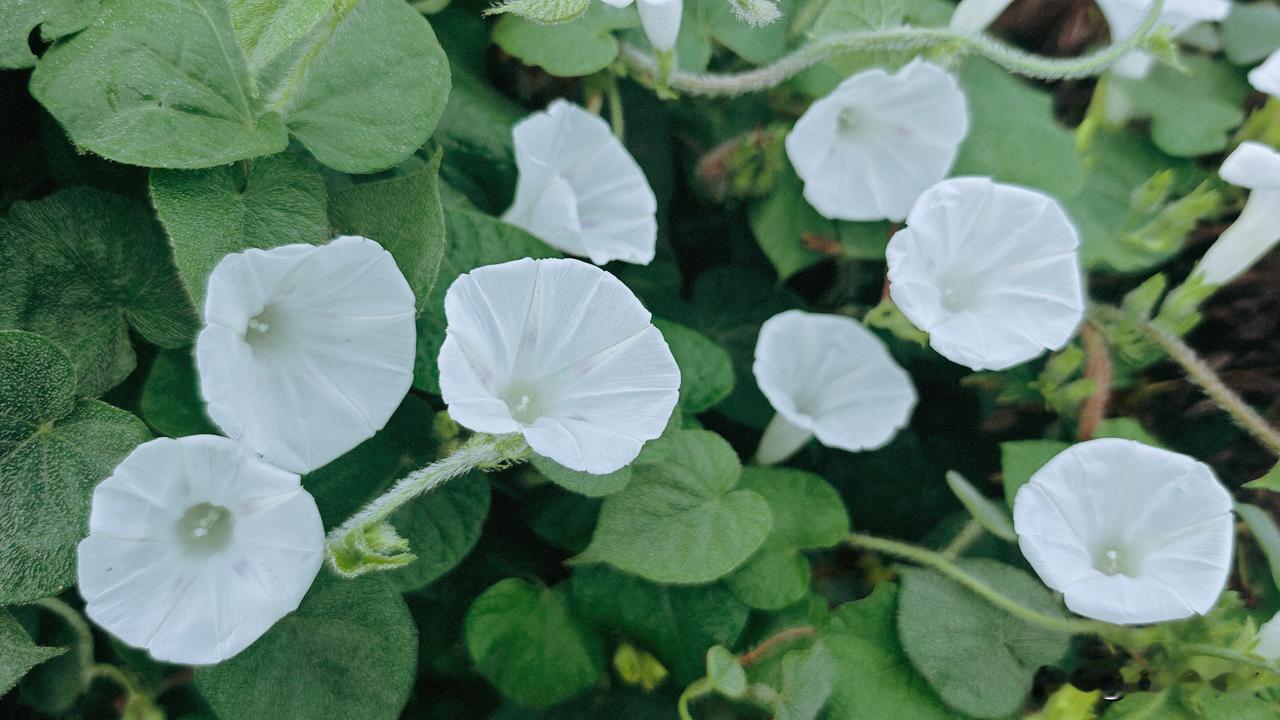 分享一张你拍的花，什么花都行田旋花