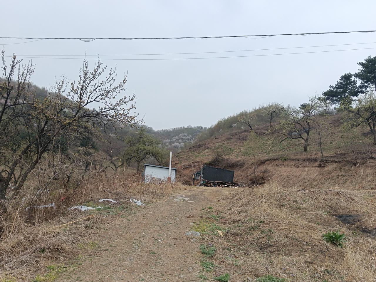 山里人家，这户人家面朝国道，背靠大山，山里有花开放，感觉这两条小狗应该比城里狗更