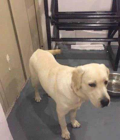 因为它的行动，让大家明白，它不仅仅是宠物，更是家人！