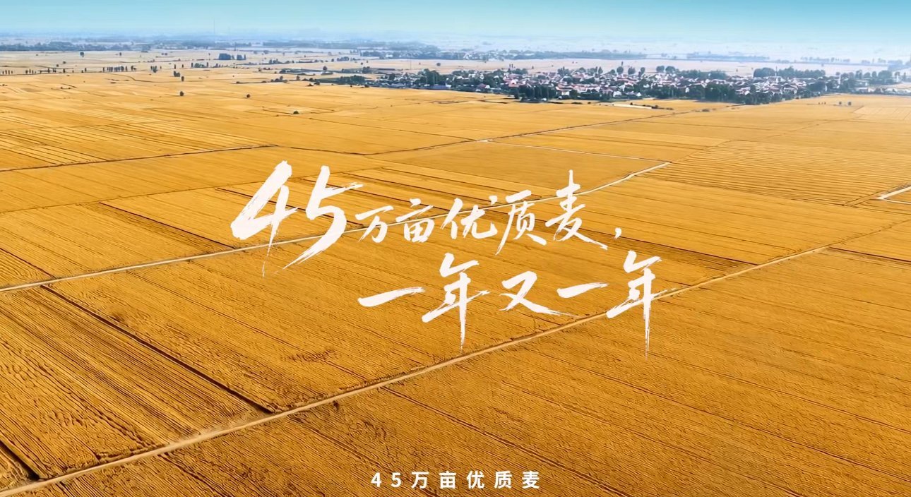 在河北老总也要回家收麦子 深耕乡土三十余载，今麦郎扎根河北隆尧赋能乡村振兴！依托