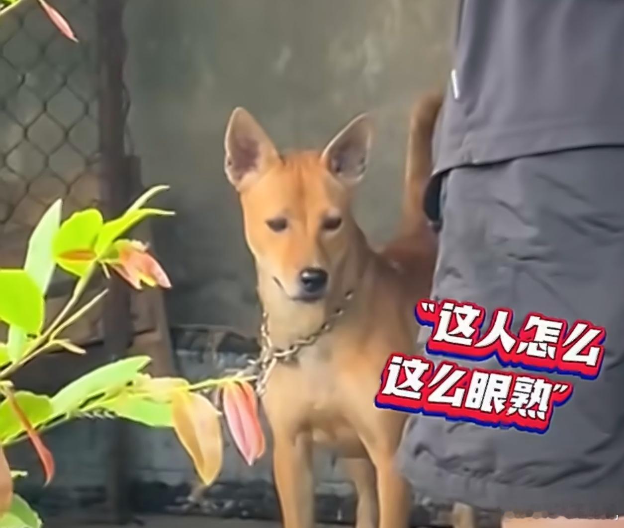分手1年复合狗狗的反应狗子加载了片刻，原来是你啊[柯基][柯基][柯基] ​​​