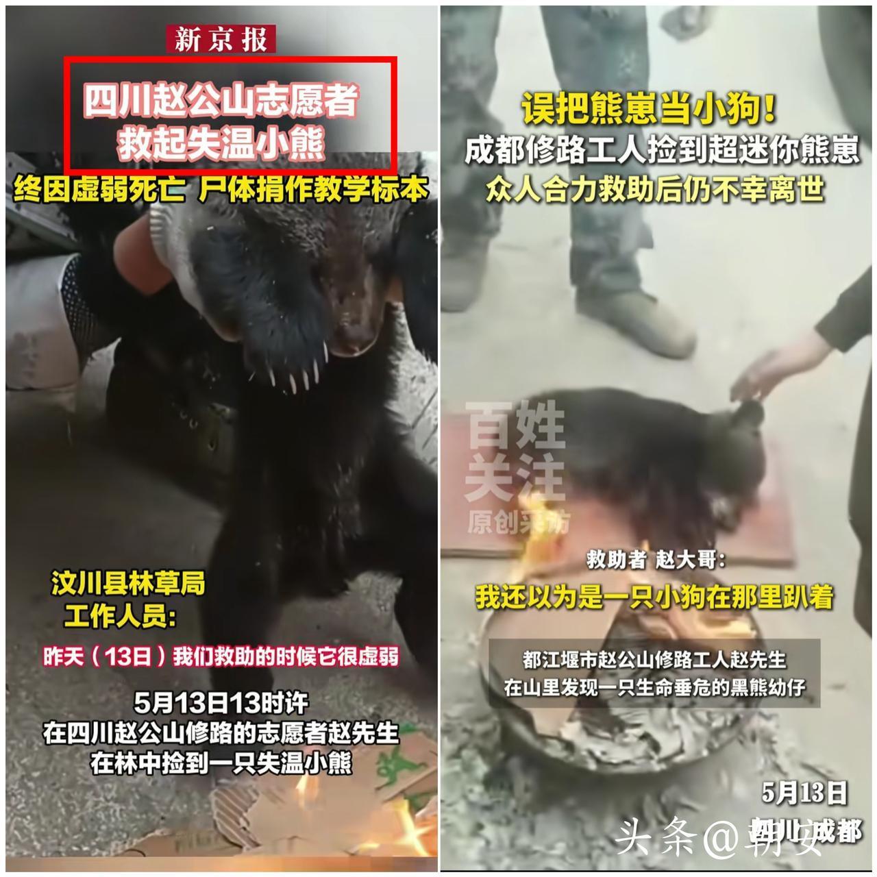 谁看了都会心疼！

四川汶川这只小熊的遭遇真的太让人破防了。

修路工人上山偶遇