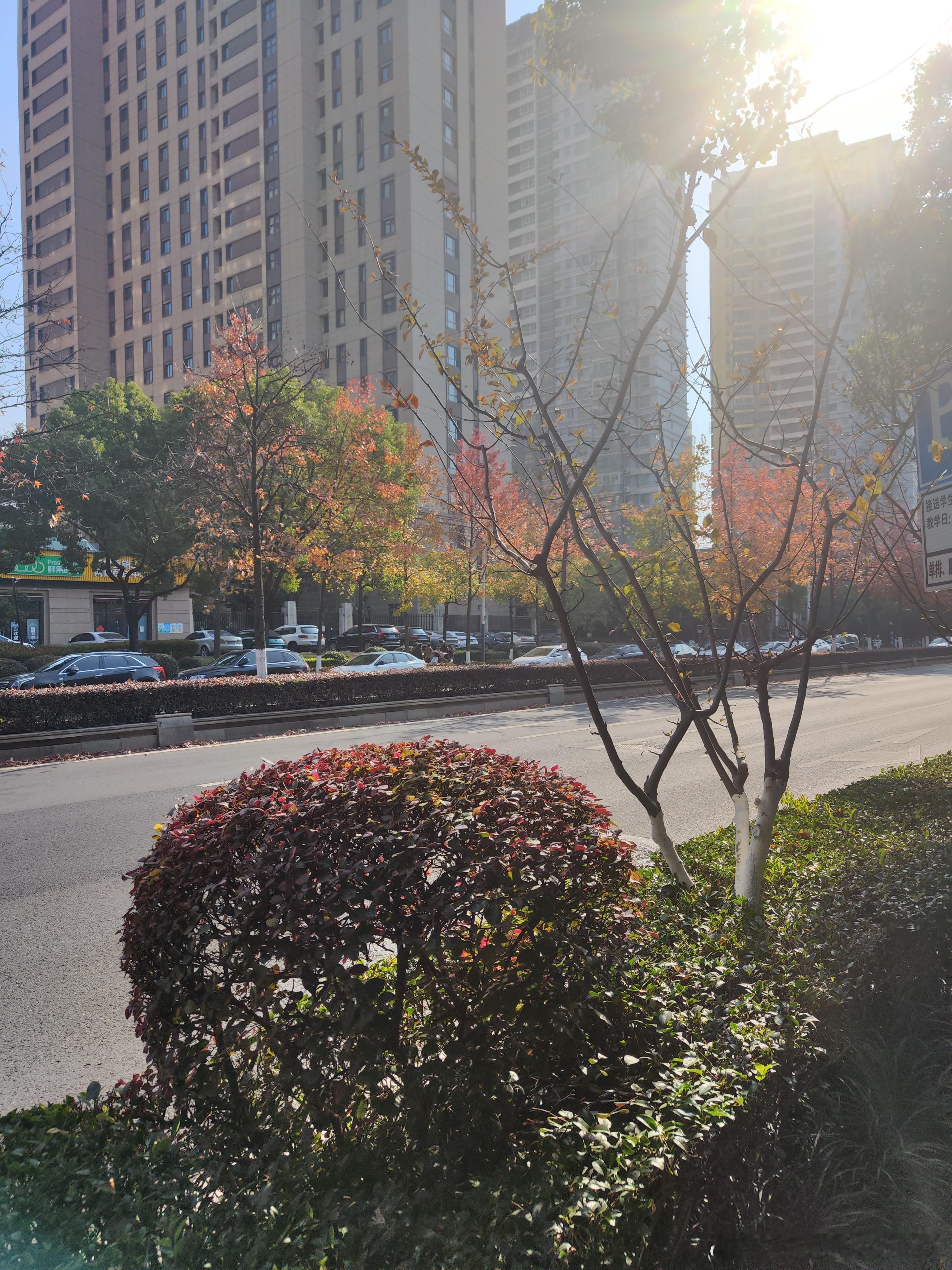 今天太阳很好，临时起意的city walk ，娃捡了好多树叶。 