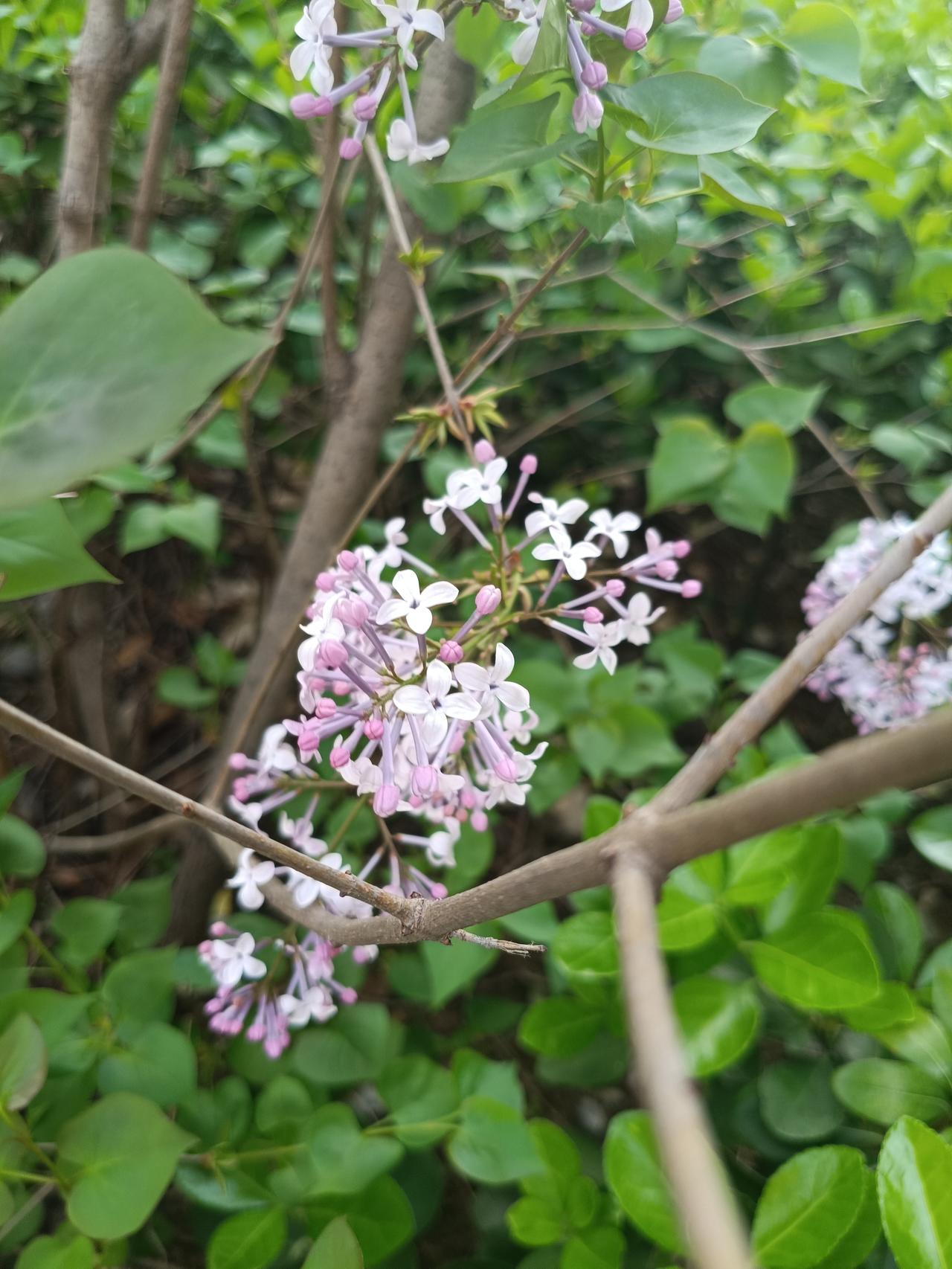 春暖花开，是大自然奏响的欢快乐章。三月春光里，河边吹起欢乐短笛，树枝铺满鹅黄，人