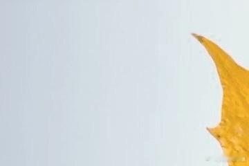 每日一善，不为惊天动地，只为那份内心的宁静与满足。一善之举，虽微不足道，但每日累