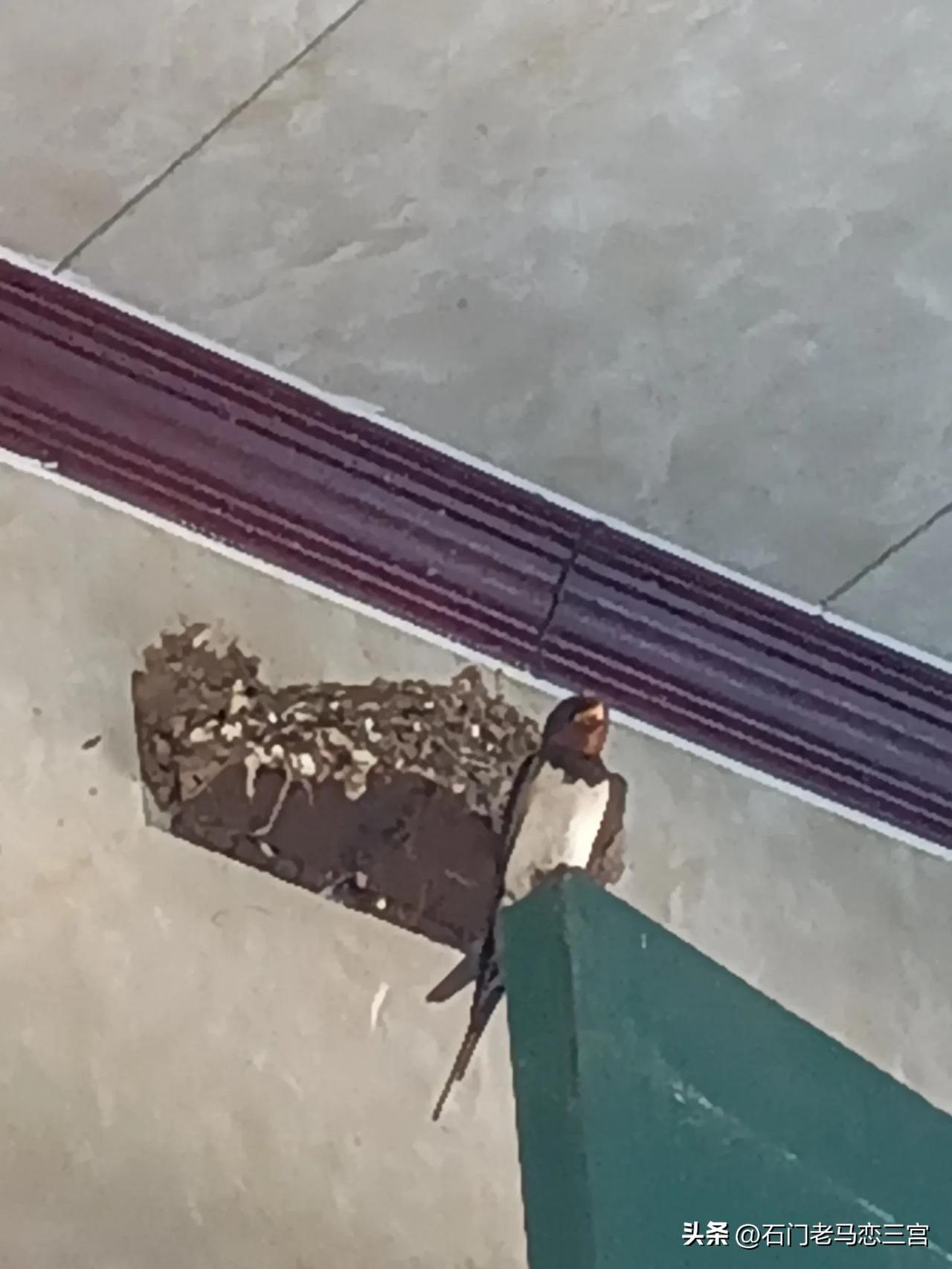 你的说法我不敢苟同！
我住在石家庄市经开区的农村！也许是居住和生活环境适宜燕子生