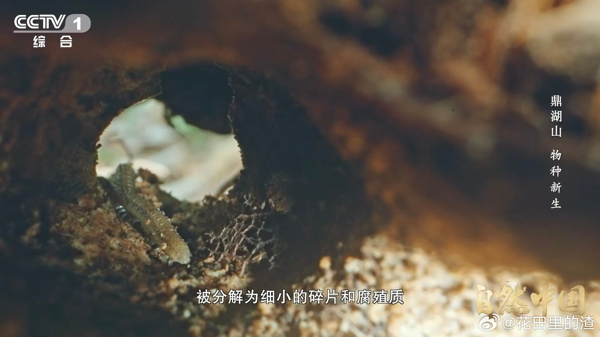 土壤的土腥味从何而来鼎湖山的一把黄壤，藏着自然密码。土腥味是微生物在工作，土壤形