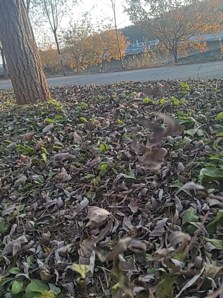 工程人的冬天也犹如这秋风扫落叶般刷刷令人心寒，摆到大家眼面前最多的就是关于劳动仲