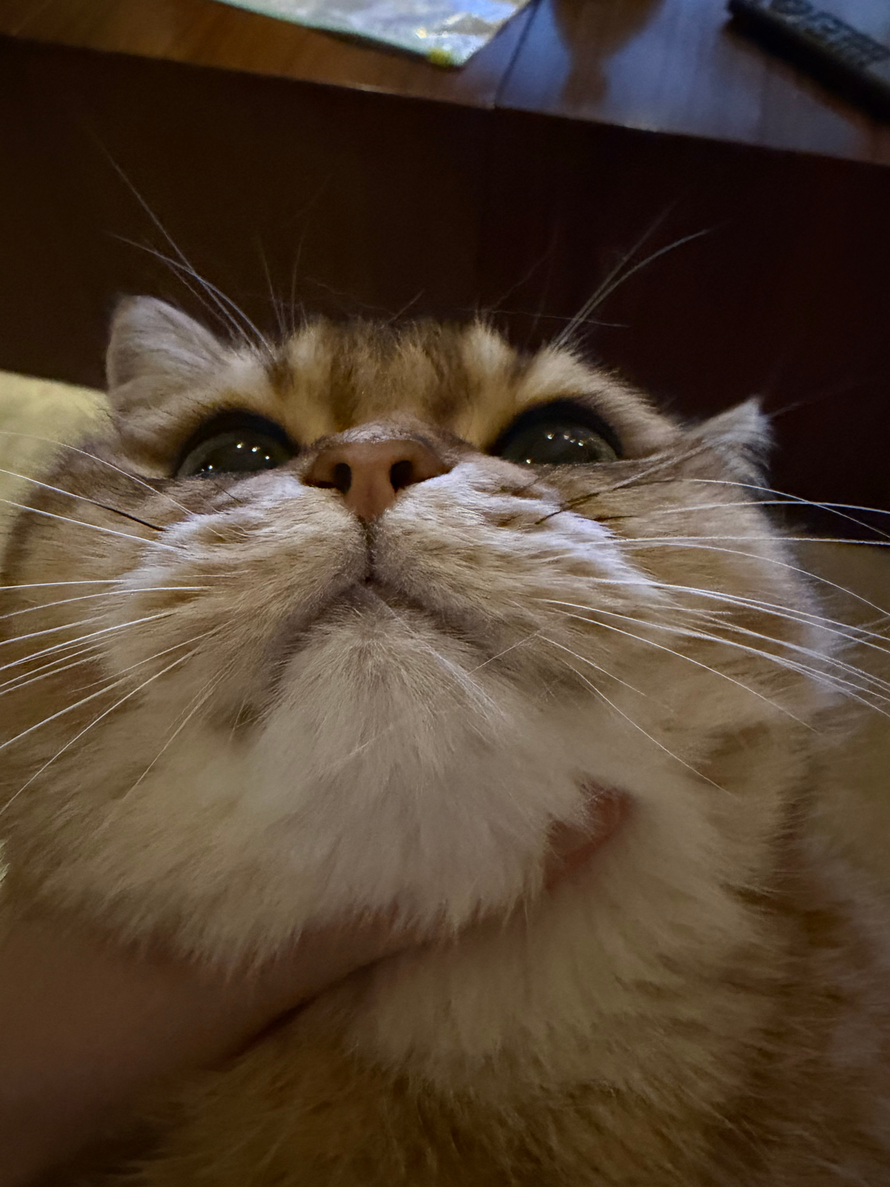 强制爱 