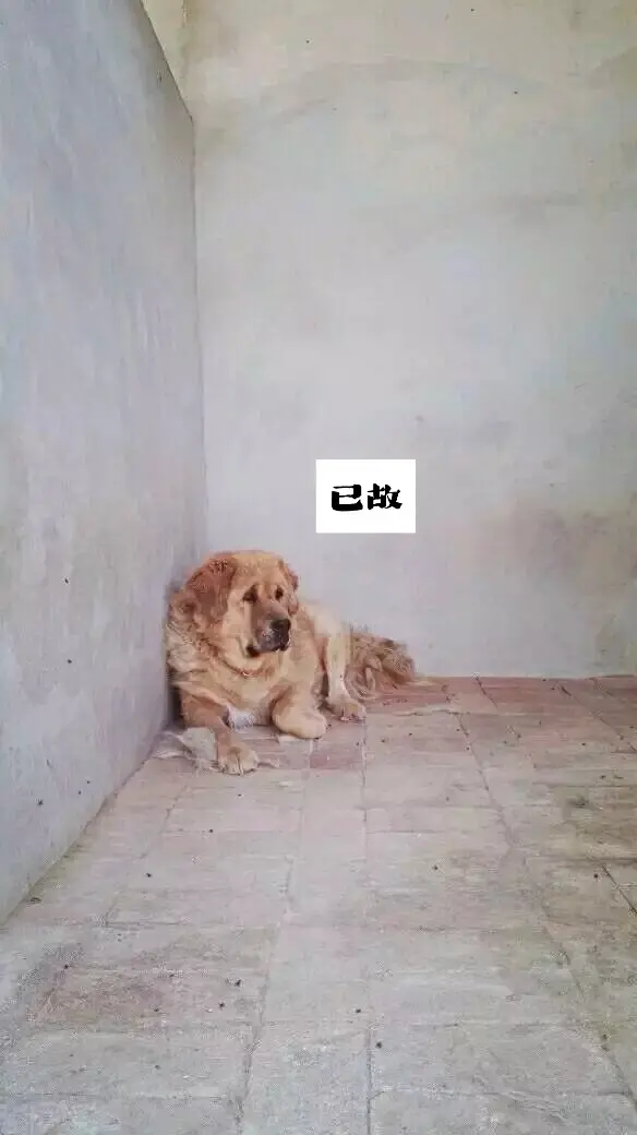 一只獒一个故事。 怀念那些曾经和我共处过的已故獒犬。有些英年早逝，有些...