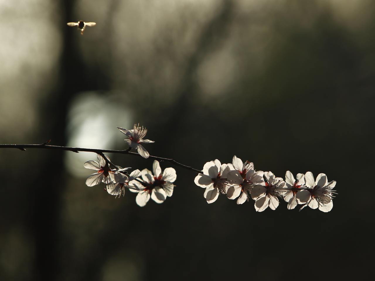 蜂蜜与花

摄影：郑立刚