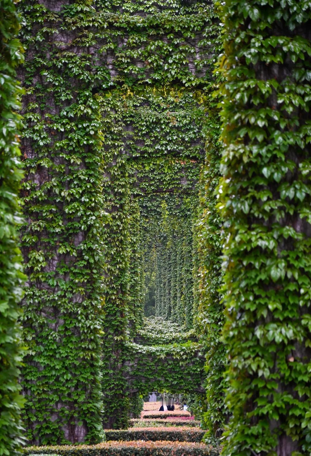 成都二环高架“绿野仙踪”一夜回归
雨后的成都，4月7日——仿佛一夜之间，成都二环