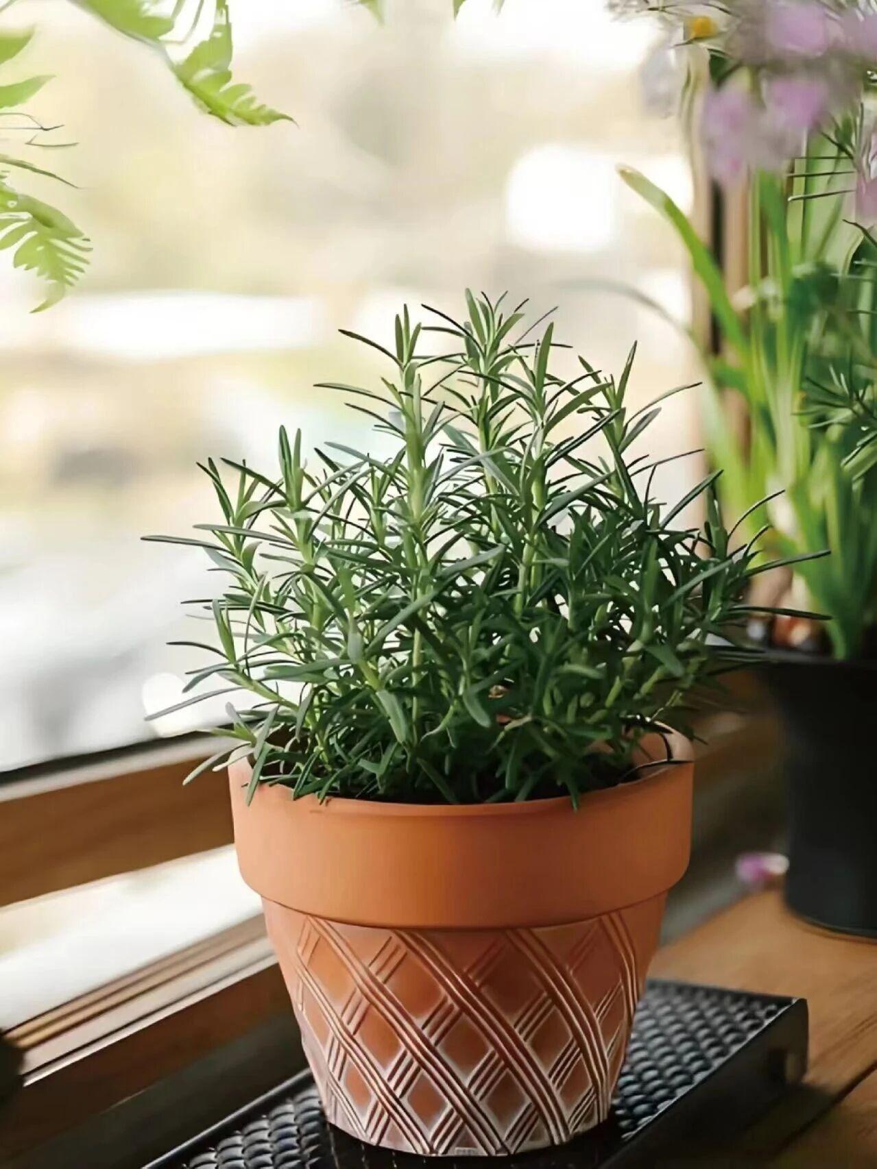 现在不少家庭的厨房里，都能见到迷迭香的身影。这种原产于地中海地区的香草，叶子细长