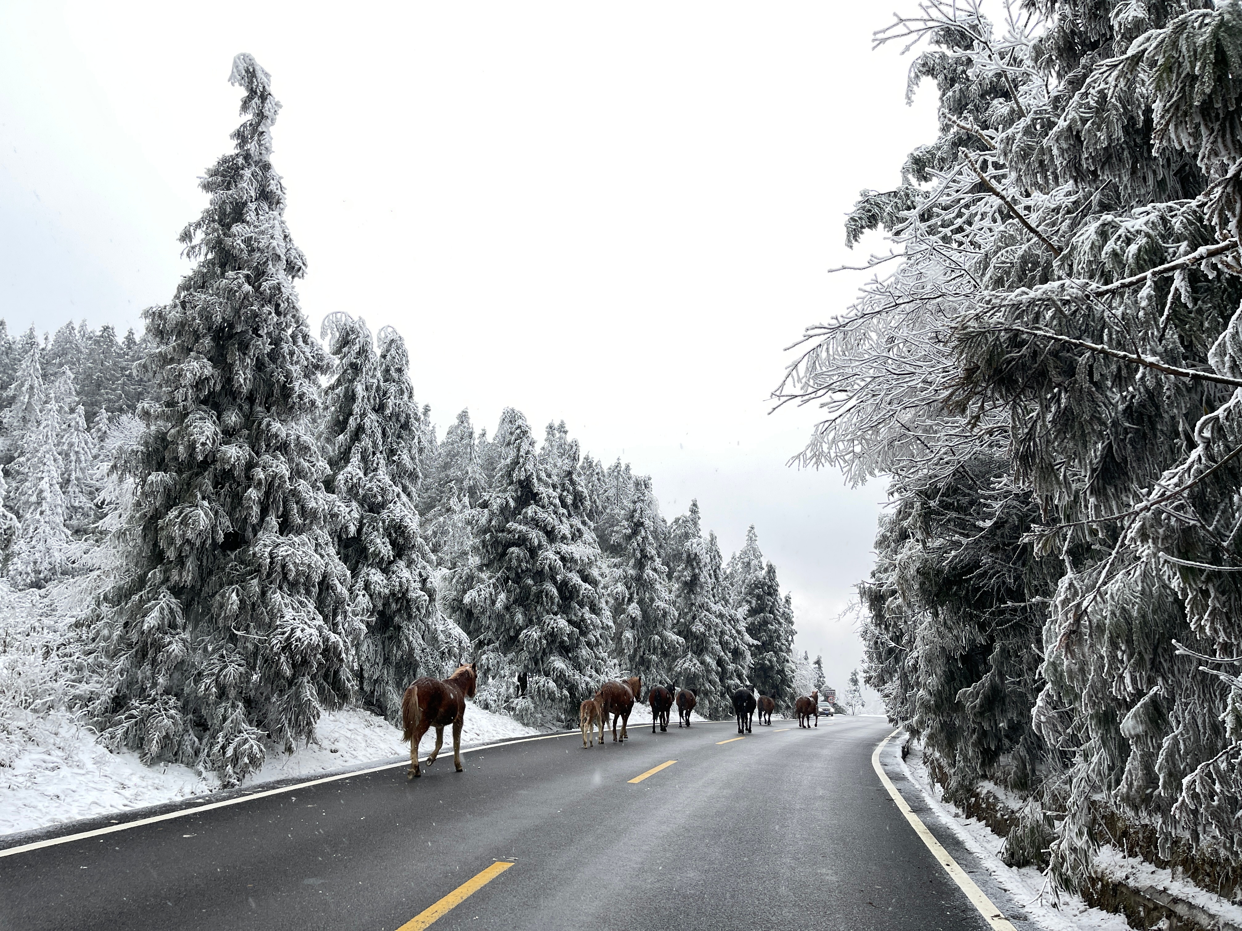 南方人见到雪的心情就好像捡到了宝贝 久久无法平复激动的心情❄️#日常# ​​​