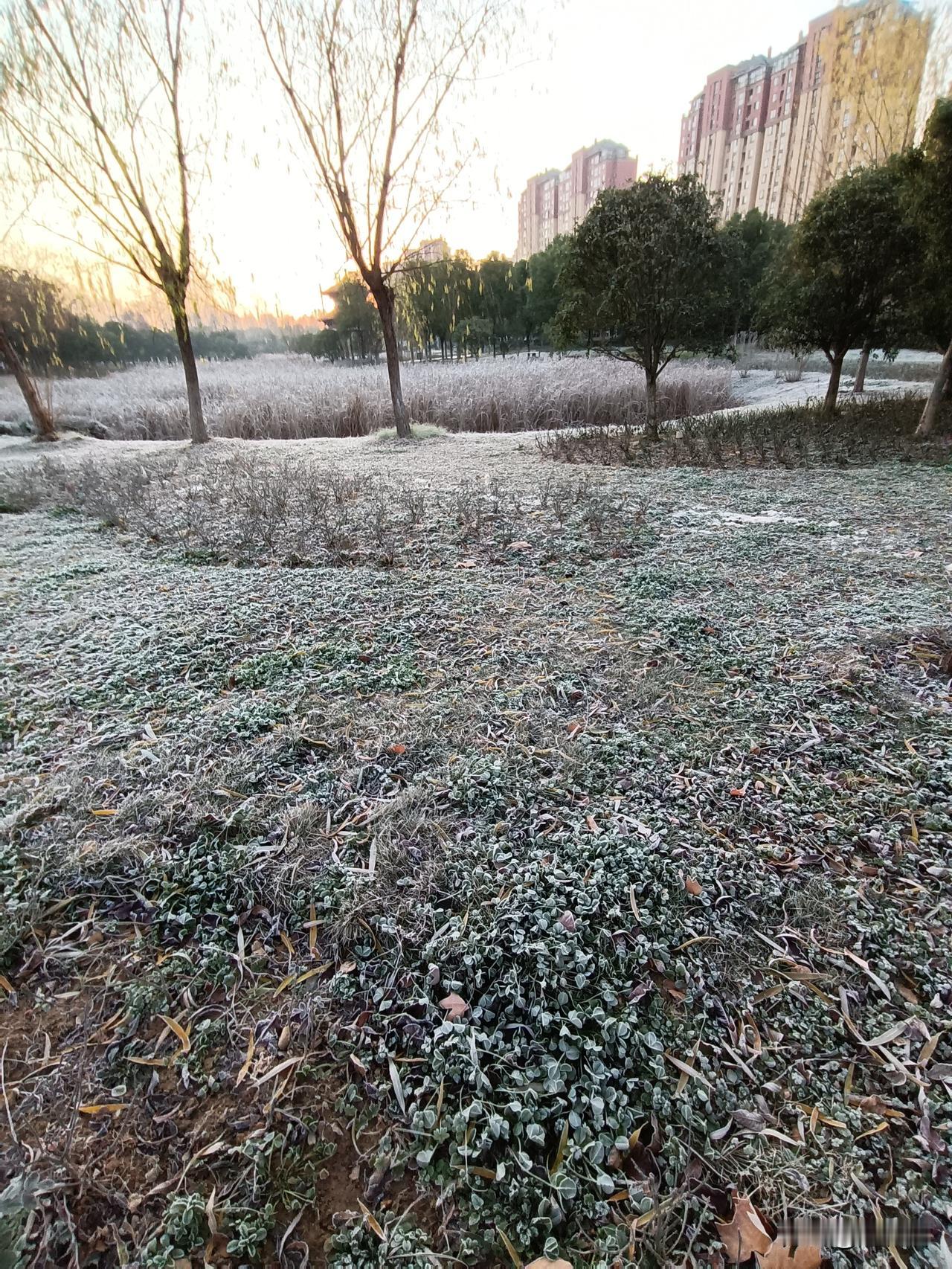 今晨，空气良，零下6度。
帽子，手套，棉衣，全付武装出门去。
公园里，繁霜天，万