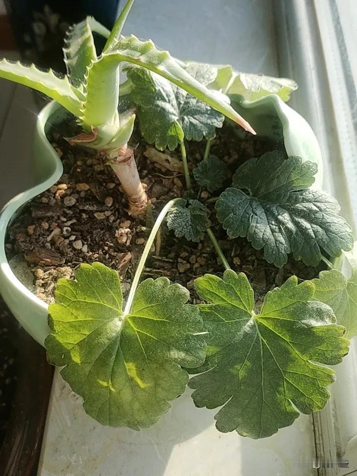 房地产这潭水现在越来越让人看不透了。以前，从2015 - 2020年，那简直是全