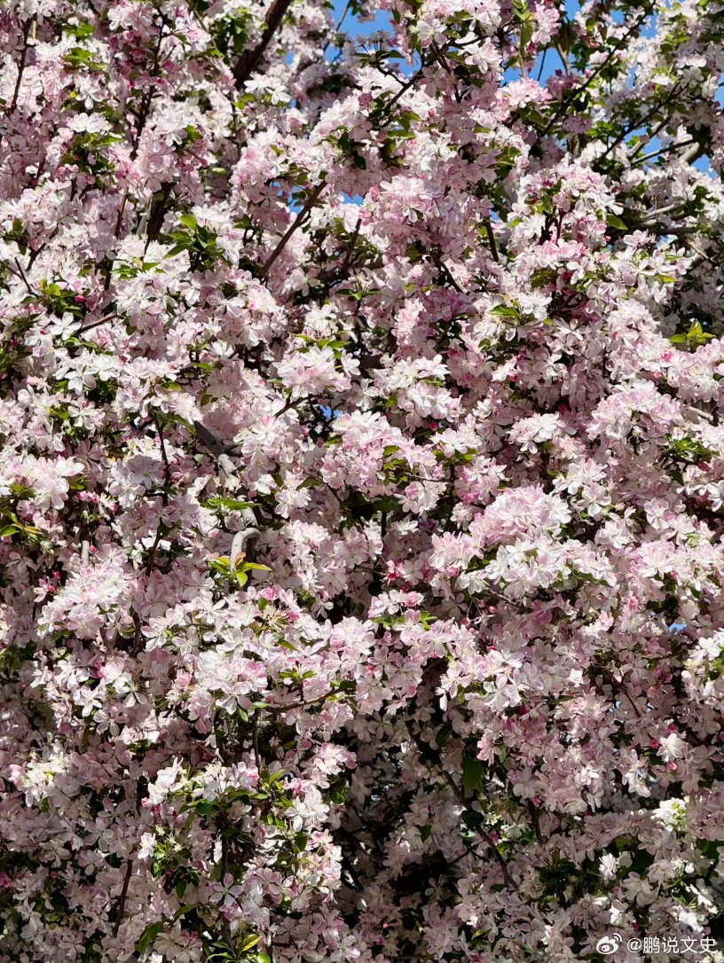 城脉长歌李凤姐，来来来，我与你插插插插上这朵海棠花🌸好听跪——让传统焕发新生