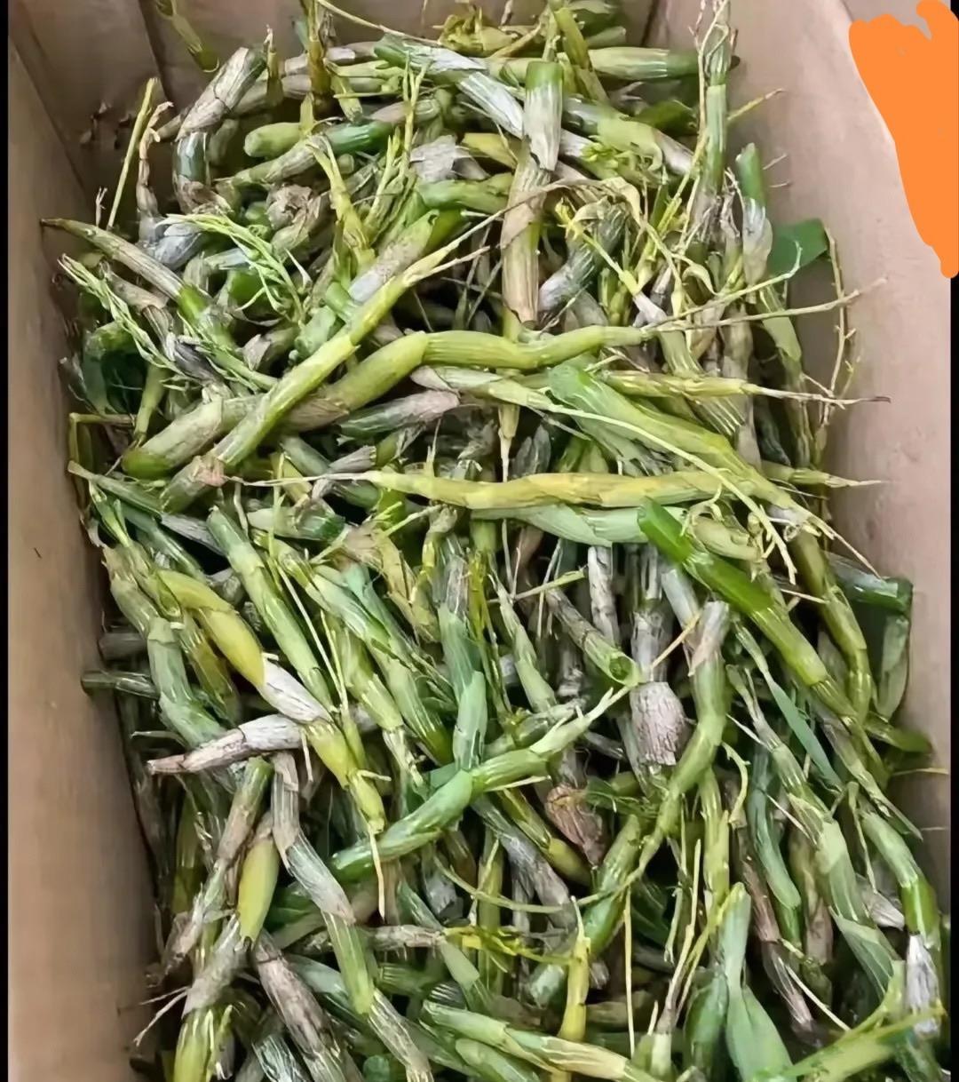 同事给的不知道怎么吃