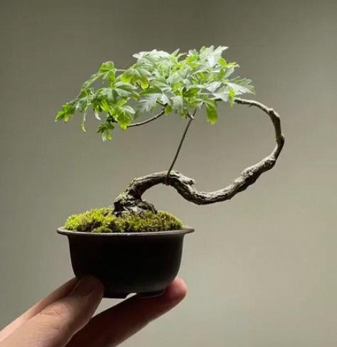 吃了午饭，就打开头看收益，三万二千多的阅读量，收益三十八元，我高兴的啪巴巴掌。心