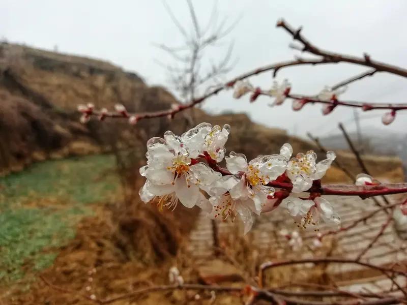 用古诗词记录春日美景，超有韵味。比如看到杏花春雨，就吟“沾衣欲湿杏花雨，吹面不寒