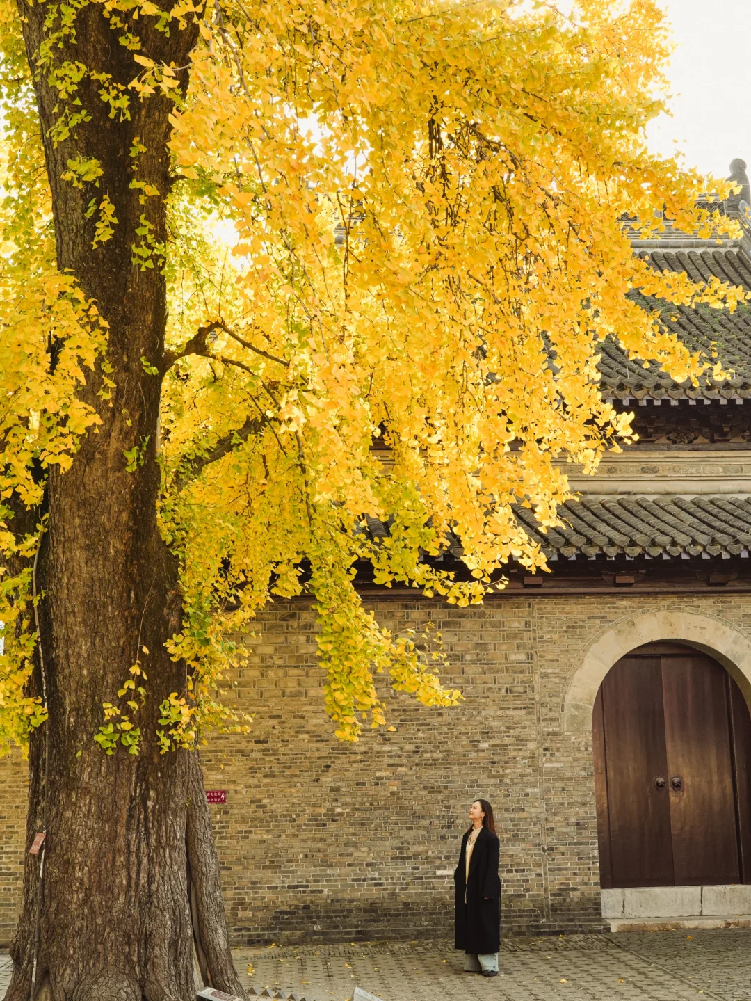 扬州|赴一场古银杏的视觉盛宴🍂附攻略