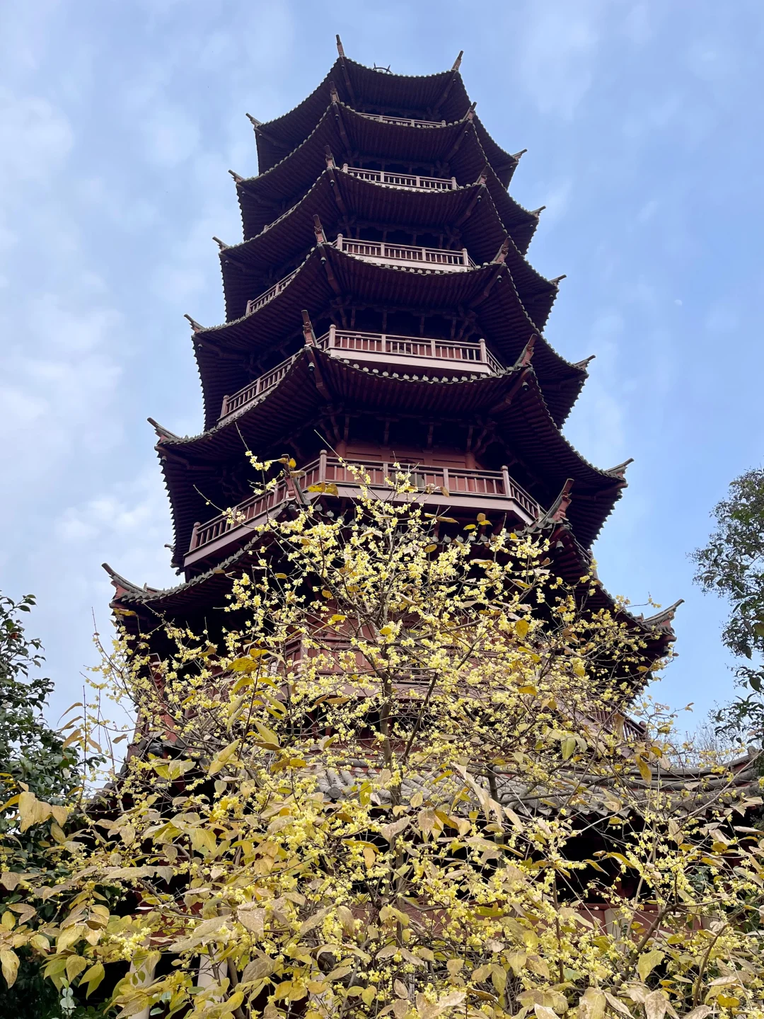 阿育王寺东塔下的腊梅🌼已暗香满盈❗️